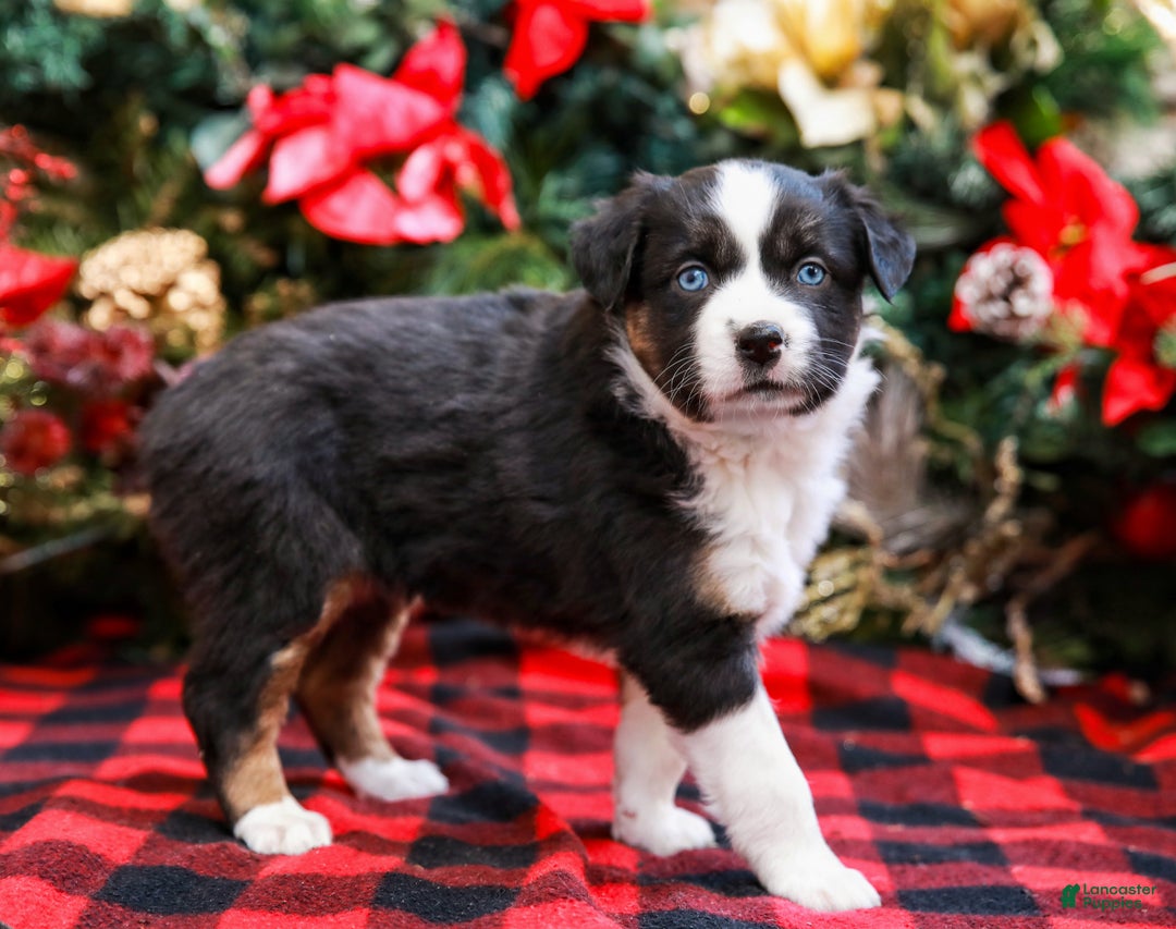 Miniature Australian Shepherd dogs for sale: Faith - Ad 6