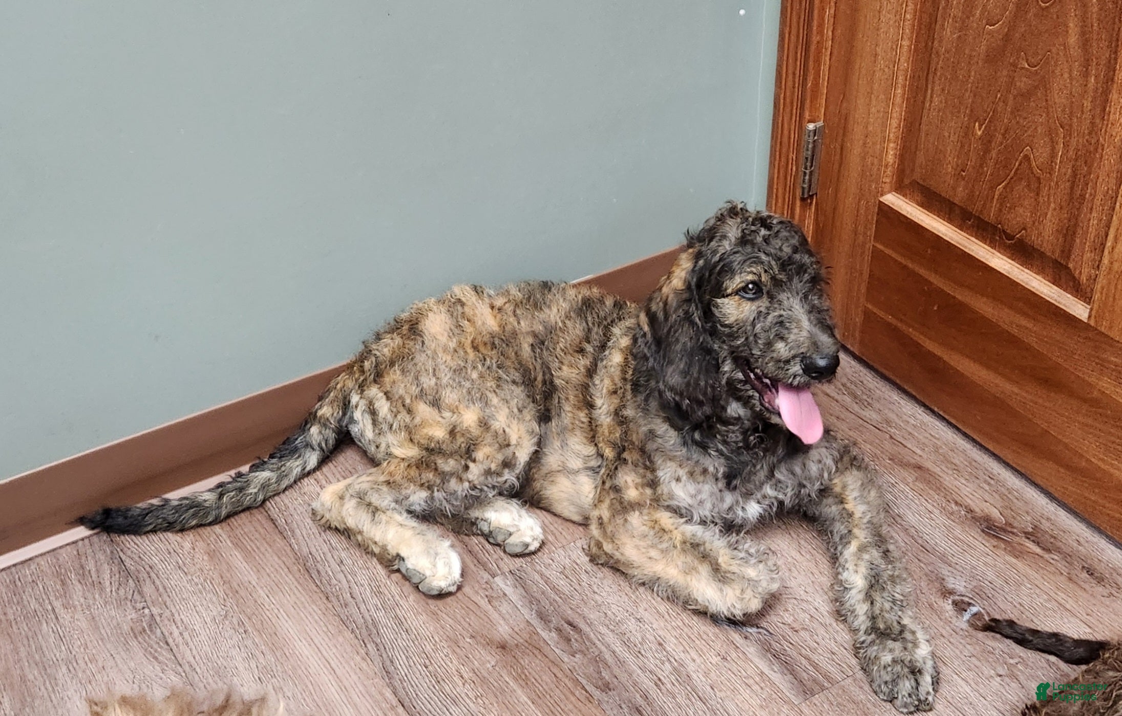 Labradoodle dogs Smokey - Ad 21