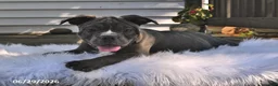 Frenchton dogs for sale: Rufus - Ad 9