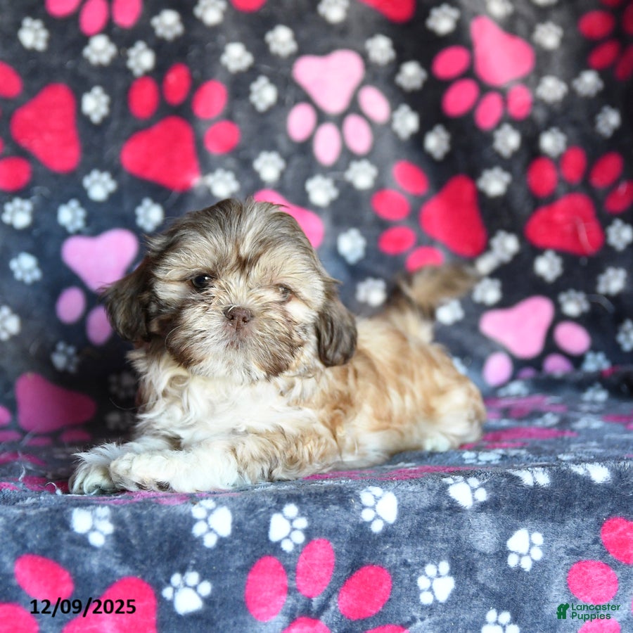 Shihpoo dogs Madison - Ad 11