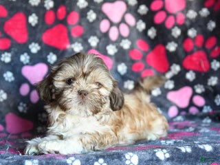 Shihpoo dogs Madison - Ad 2