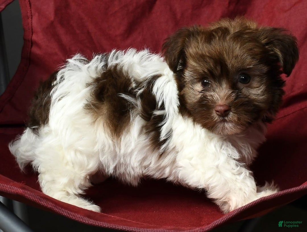 Havanese dogs for sale: Freddy - Ad 9