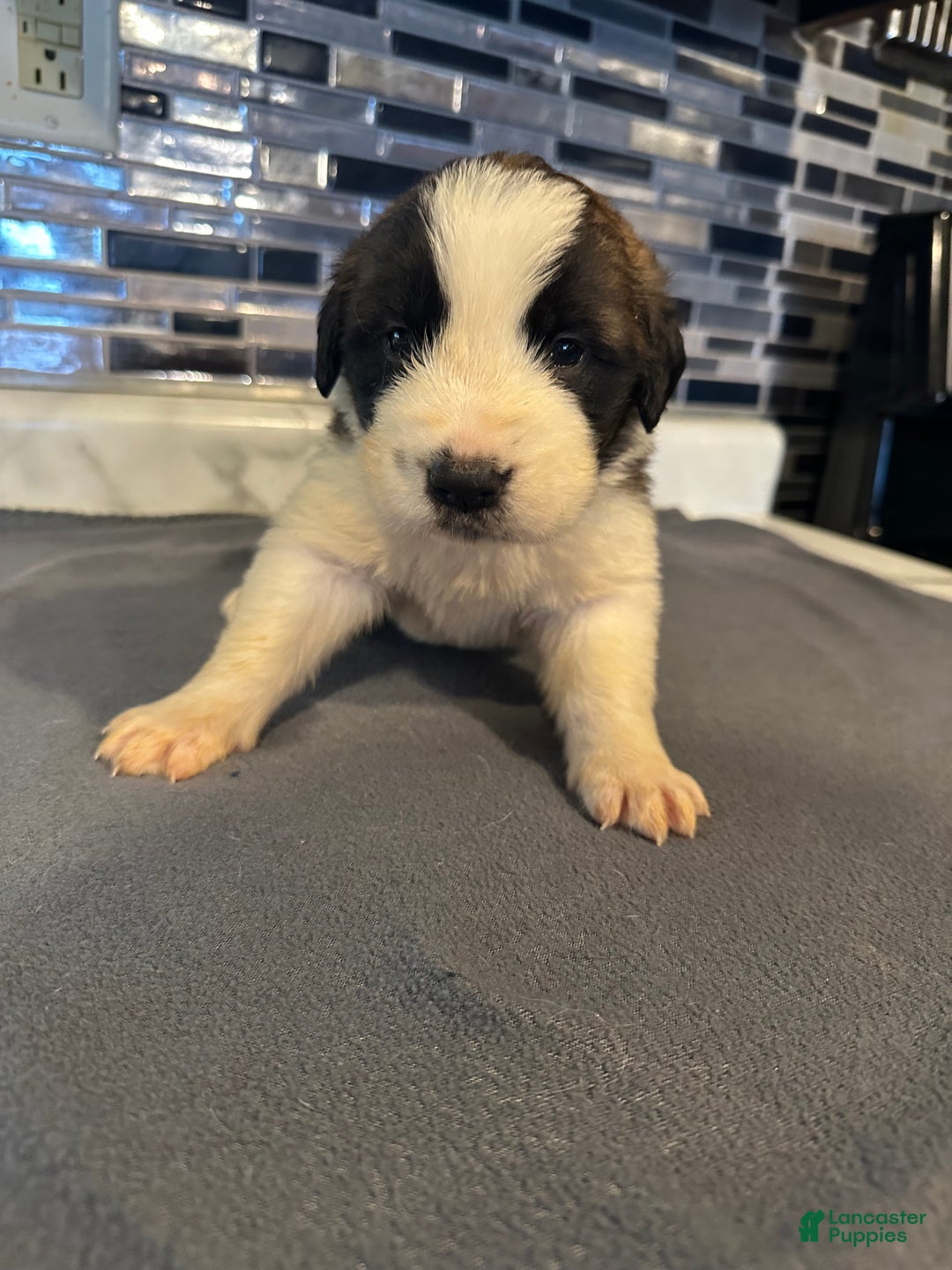 Saint Bernard dogs for sale: Puppy 5 - Ad 1