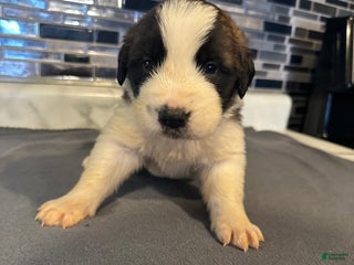 Saint Bernard dogs Puppy 5 - Ad 35