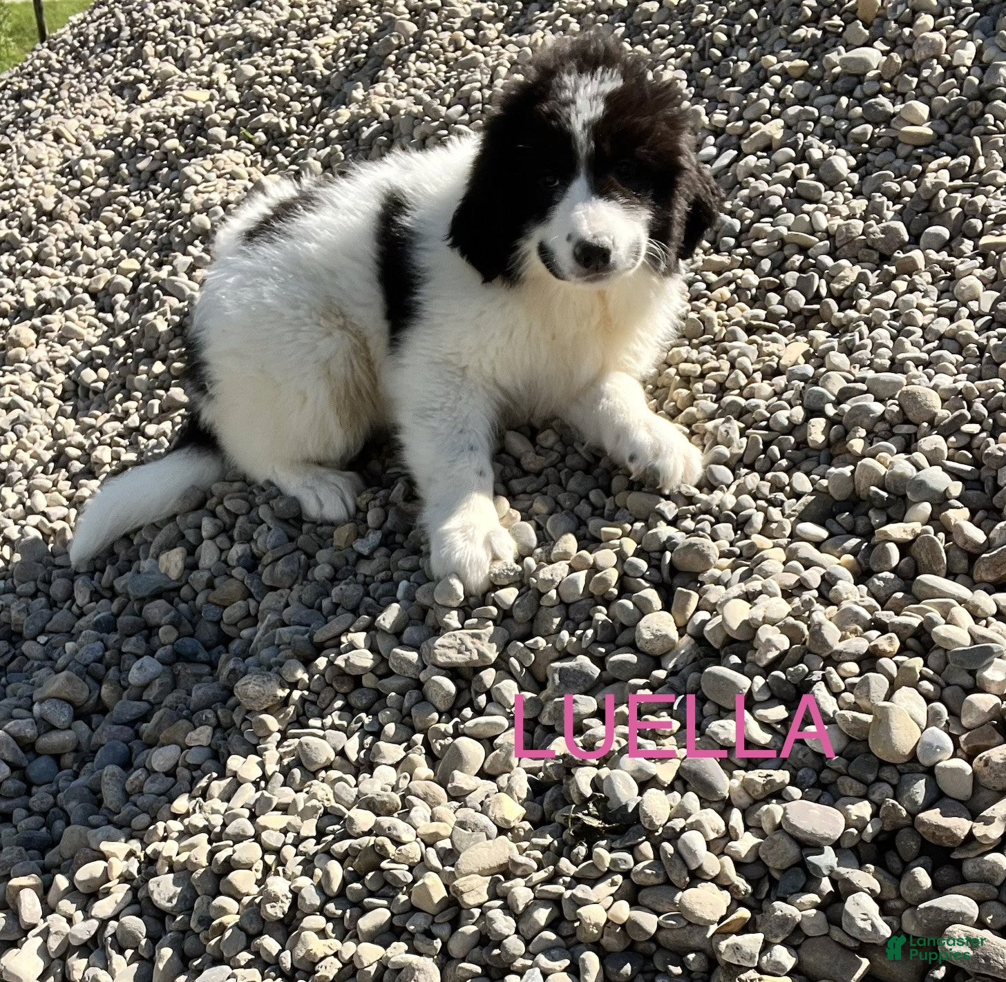 Great Pyrenees dogs Great Pyrenees Puppy 6 Luella - Ad 14