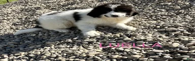 Great Pyrenees Puppy 6 Luella