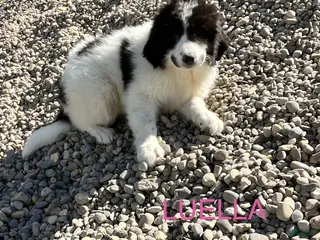 Great Pyrenees dogs Great Pyrenees Puppy 6 Luella - Ad 14