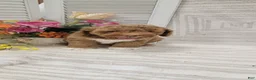 Cockapoo dogs for sale: Sonny - Ad 4