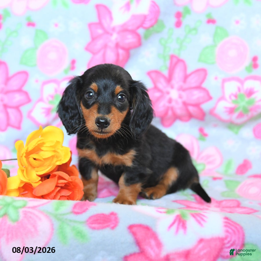 Dachshund dogs Candy - Ad 2