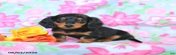 Dachshund dogs for sale: Candy - Ad 2