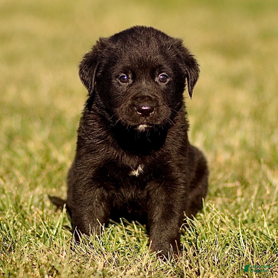 Mixed Breed dogs Loki - Ad 22