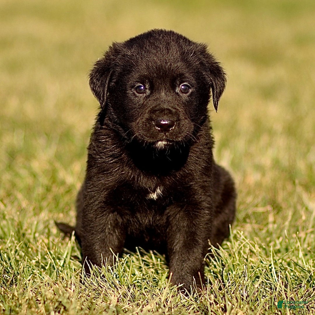 Mixed Breed dogs for sale: Loki - Ad 1