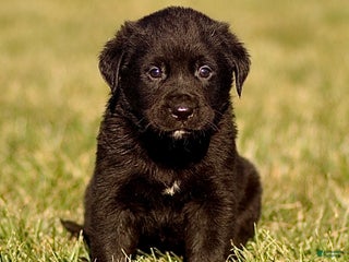 Mixed Breed dogs Loki - Ad 22