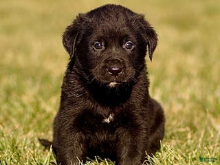 Mixed Breed dogs Loki - Ad 38