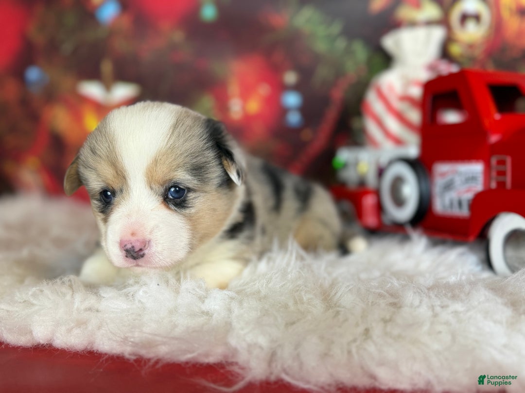 Welsh Corgi Pembroke dogs for sale: ACA Frost DNA clear bobtail Bluie Fluffy Carrier  - Ad 9