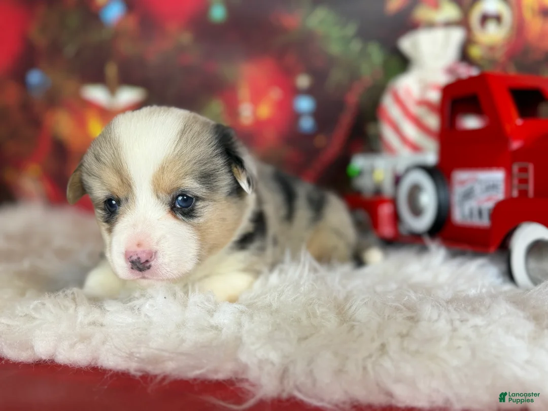 Welsh Corgi Pembroke dogs for sale: Aca twinkle DNA clear full tail fluffy/ Bluie carrier  - Ad 9