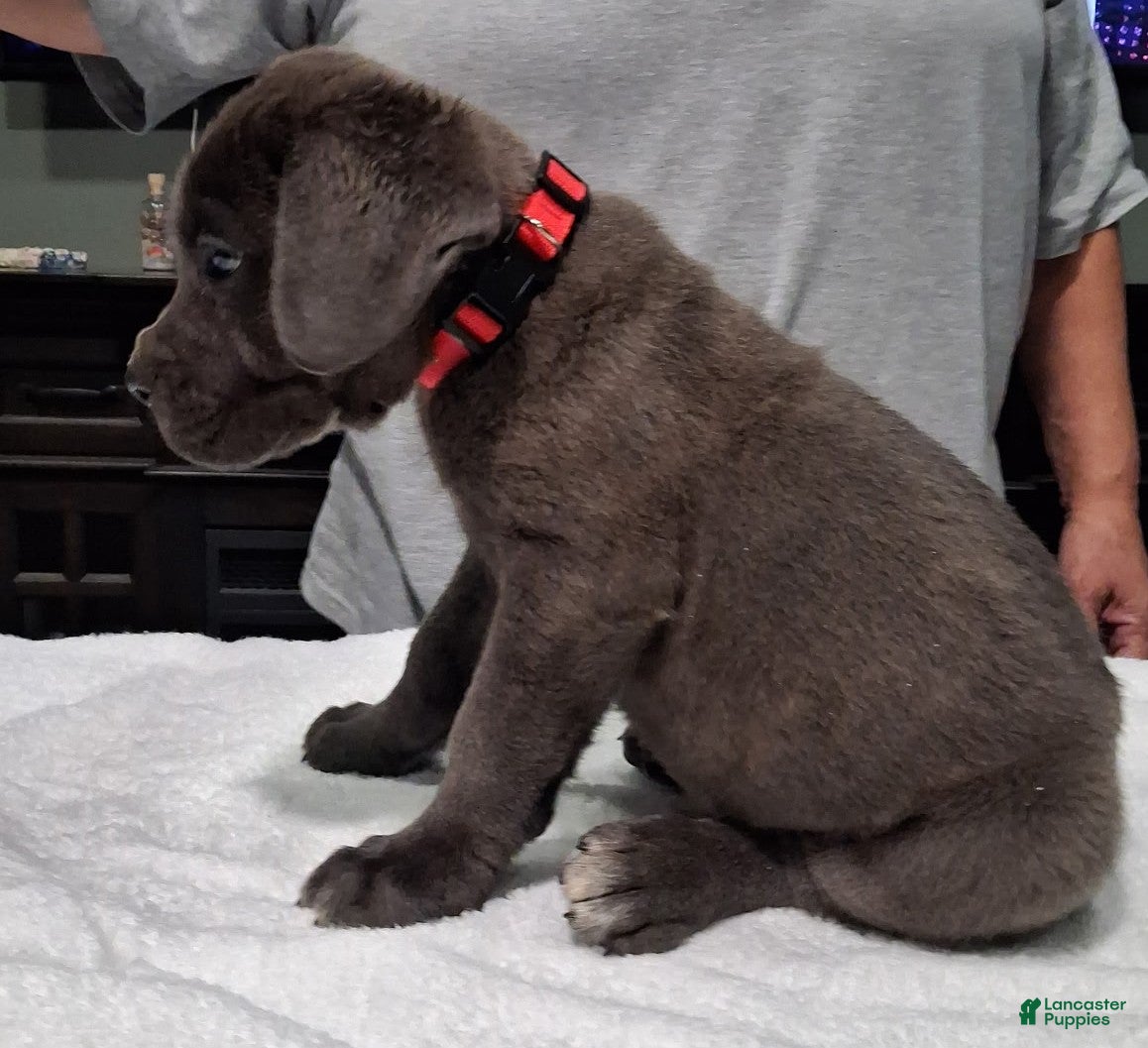 Cane Corso dogs Cane Corso 2 - Ad 1