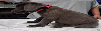 Cane Corso 2