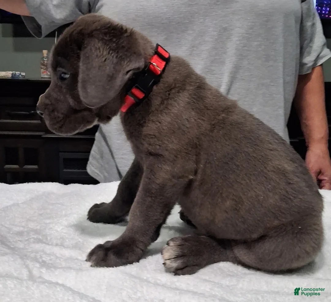 Cane Corso dogs for sale: Cane Corso 2 - Ad 1