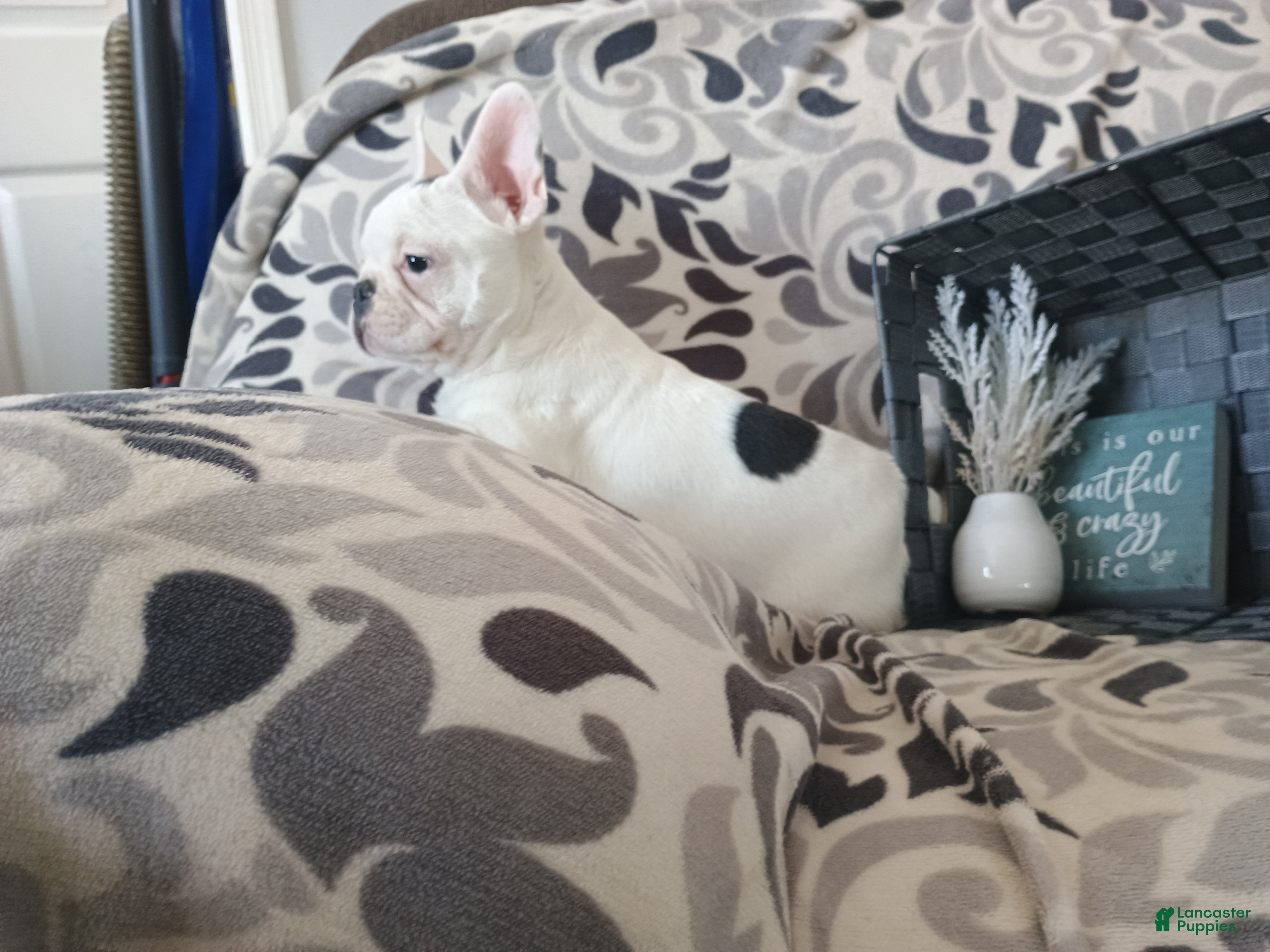 French Bulldog dogs French Bulldog Puppy 1 - Ad 1