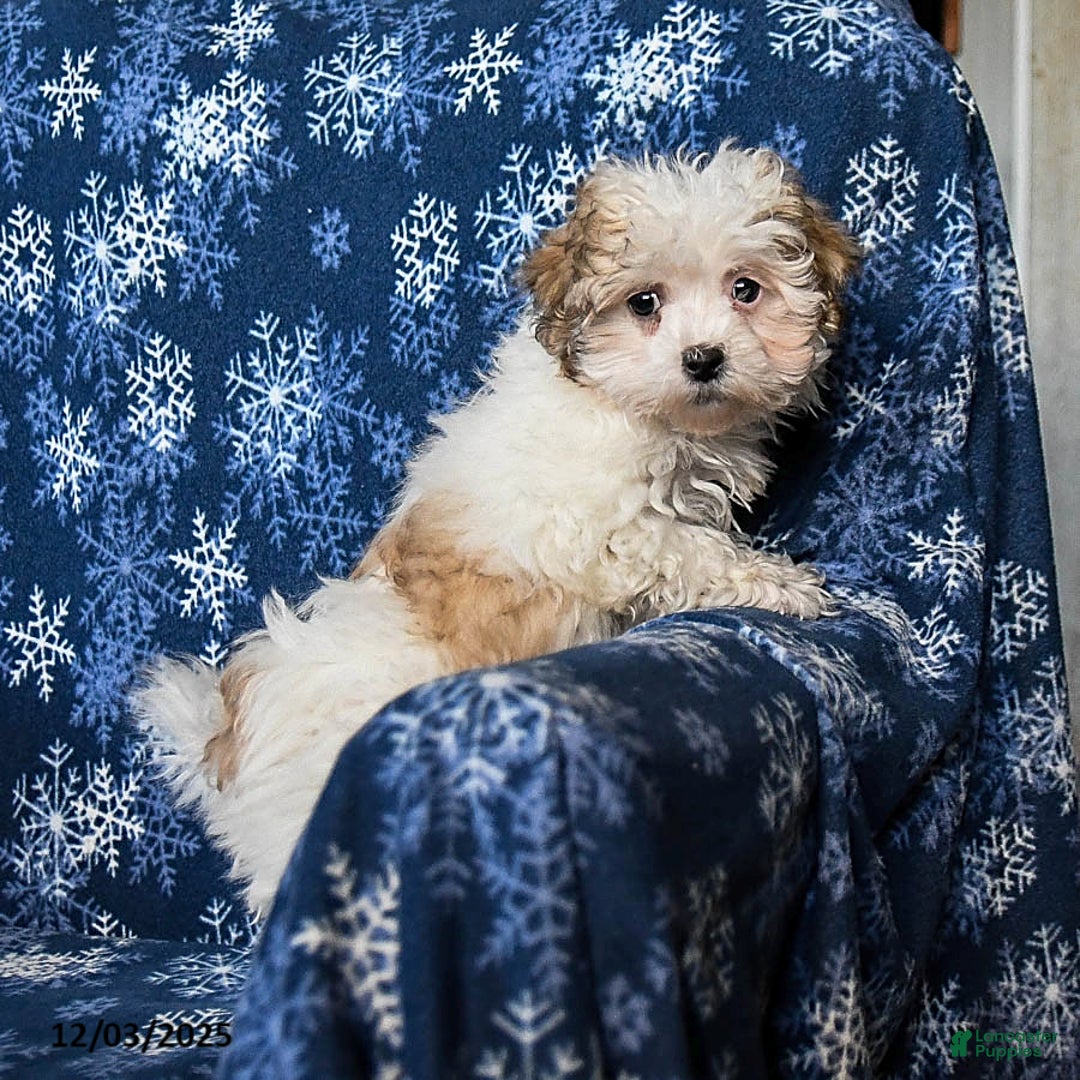 Malshi dogs for sale: Winnie - Ad 4