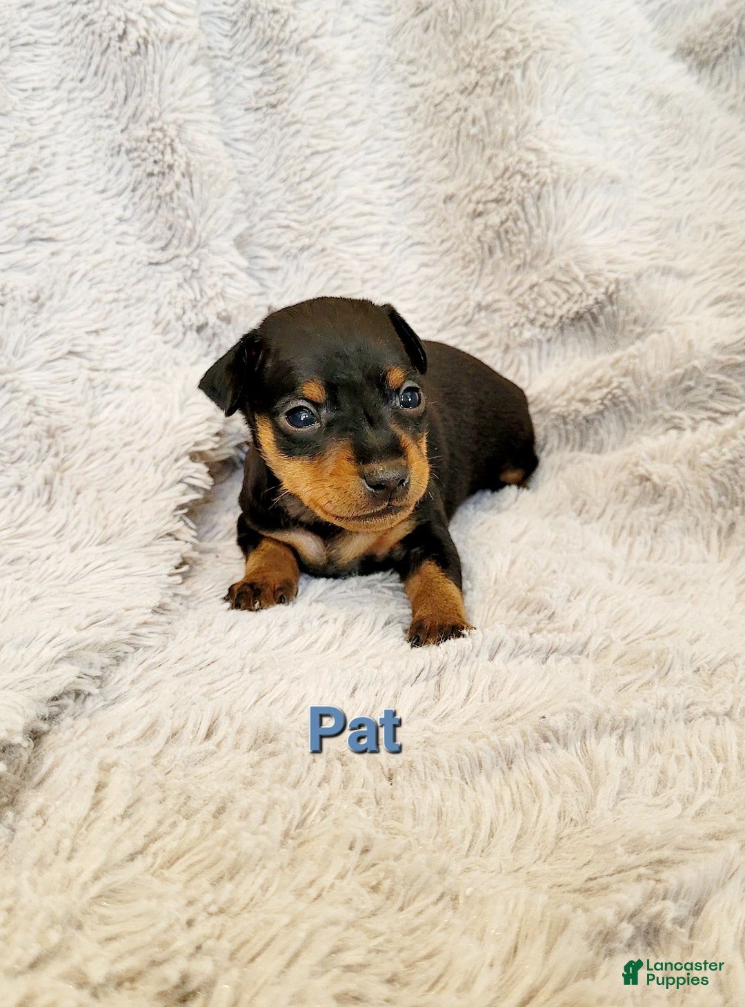 Miniature Pinscher dogs for sale: Pat  - Ad 1