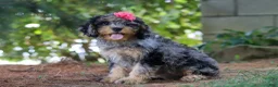 Cavapoo dogs for sale: Roxy - Ad 5