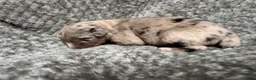 Australian Shepherd dogs for sale: Australian Shepherd 1 - Ad 4