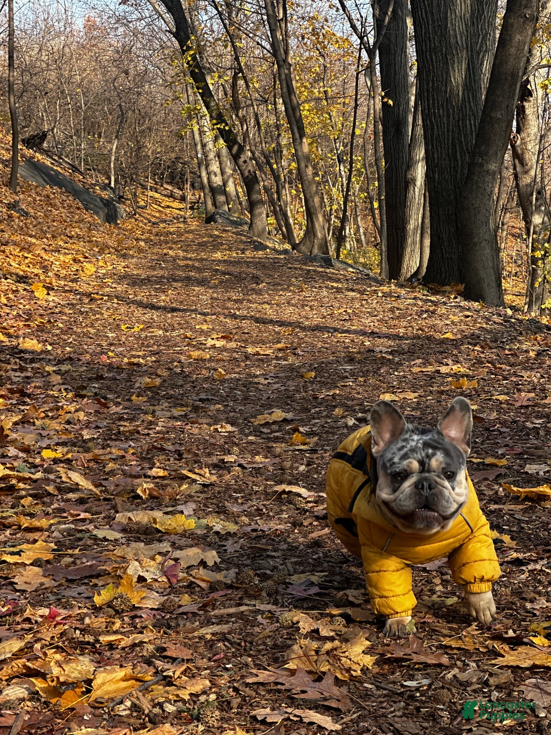 French Bulldog dogs for sale: Tiny - Ad 11