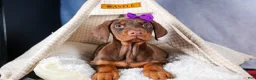 Doberman Pinscher dogs for sale: FANNIE - Ad 9