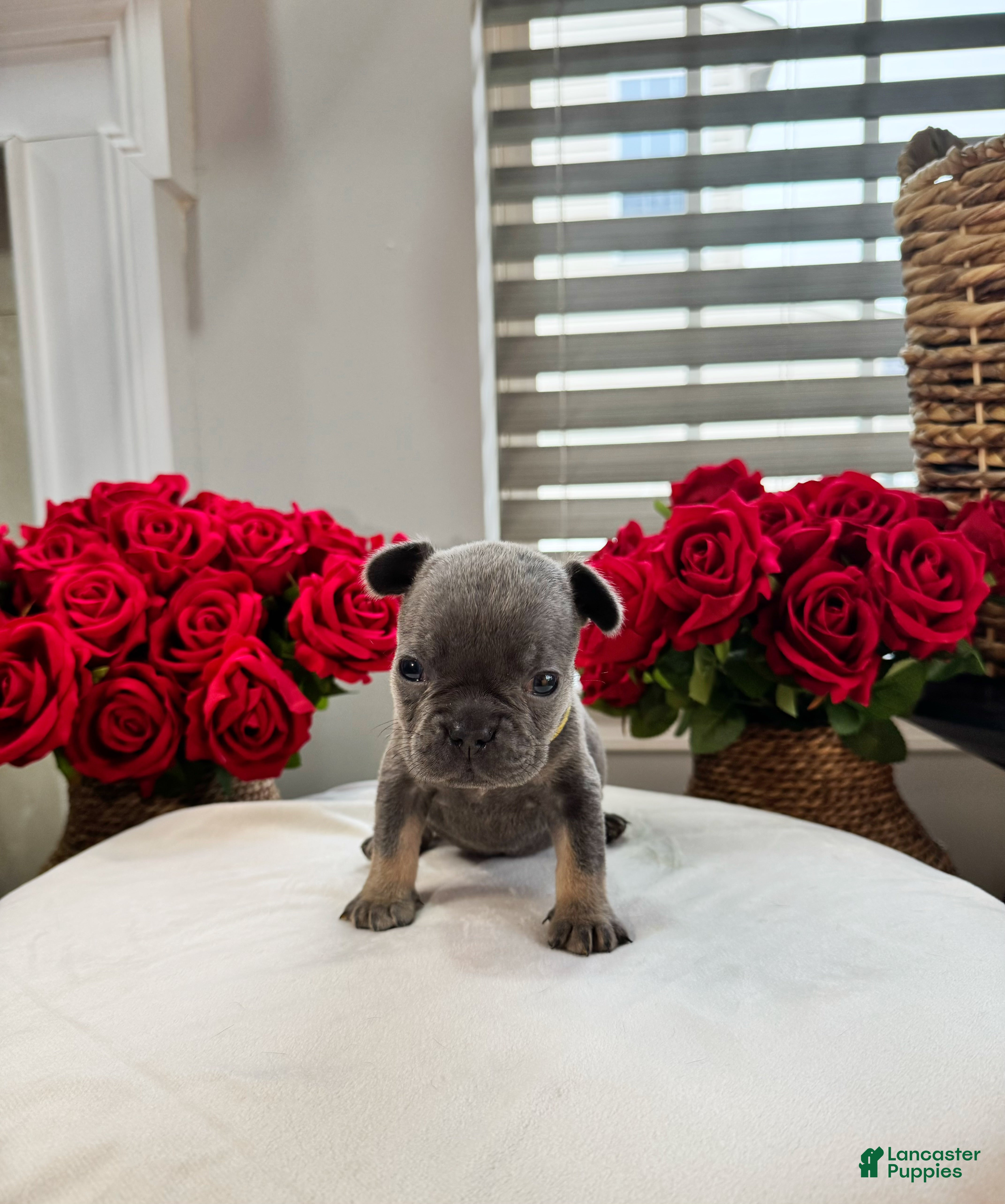 French Bulldog dogs Jix - Ad 13