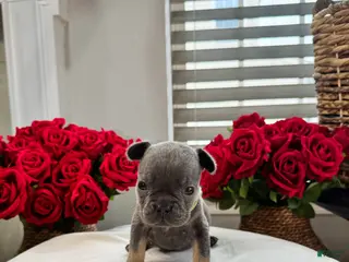 French Bulldog dogs Jix - Ad 10