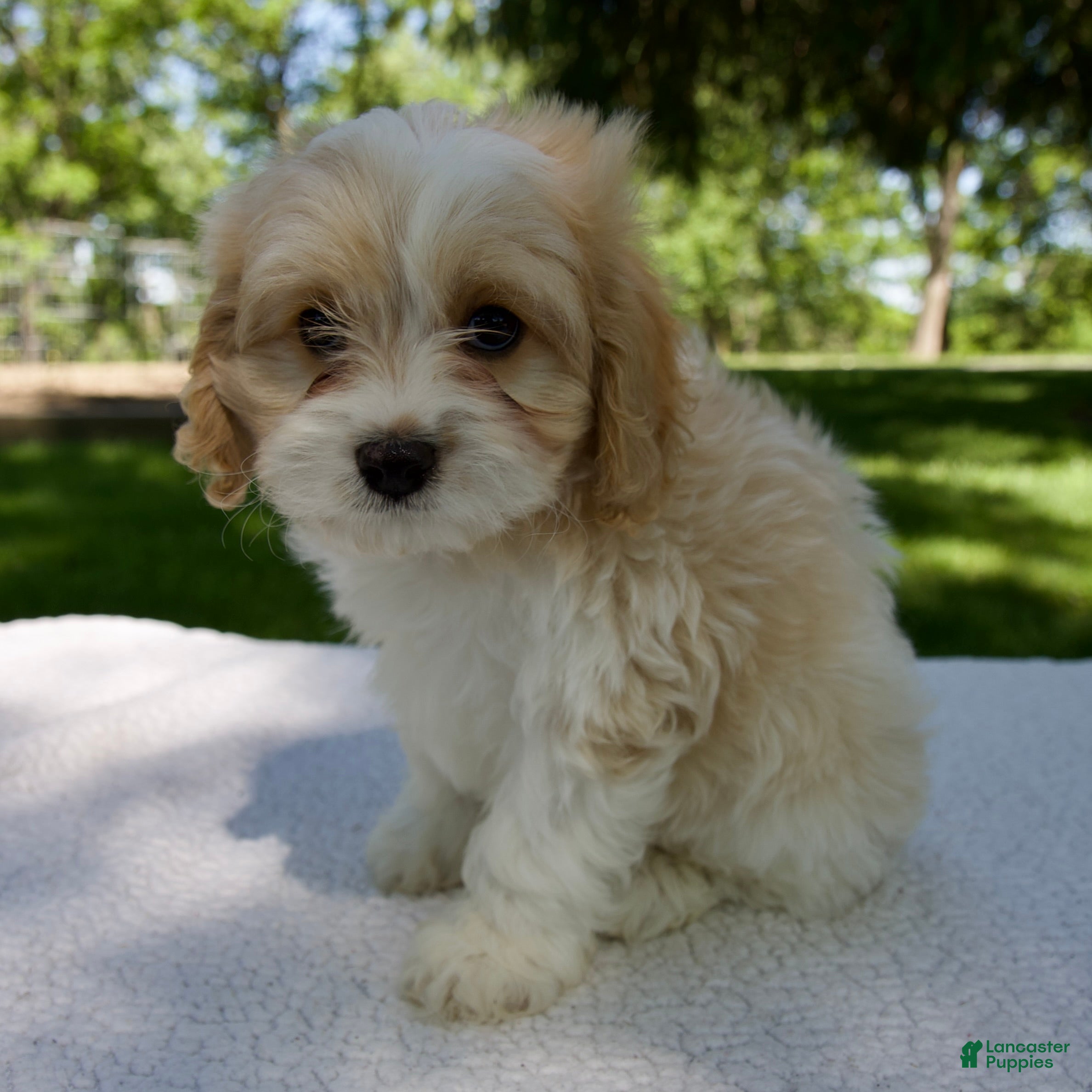 Cavapoo dogs for sale: Elvis - Ad 5