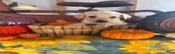 Labrador Retriever dogs for sale: Labrador Retriever 2 - Ad 3