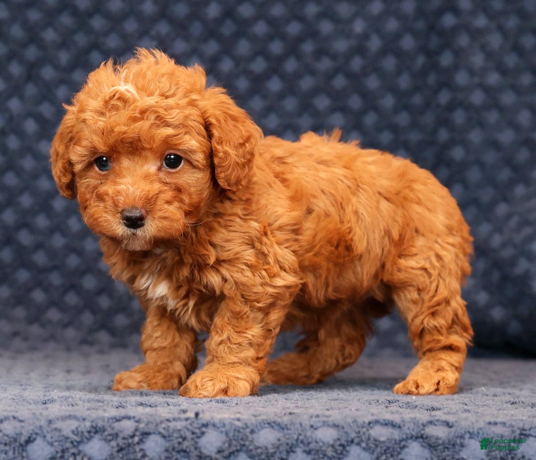 Miniature Poodle dogs for sale: Franklin - Ad 6