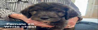 Female # 5 English  Shepherd Doodle 