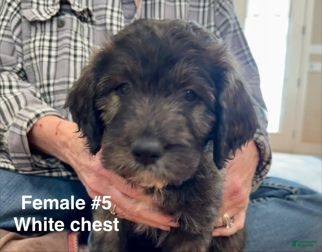 Mixed Breed dogs for sale: Female # 5 English  Shepherd Doodle  - Ad 1