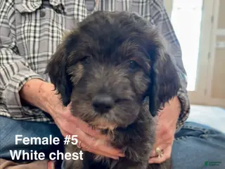 Mixed Breed dogs Female # 5 English Shepherd Doodle - Ad 5