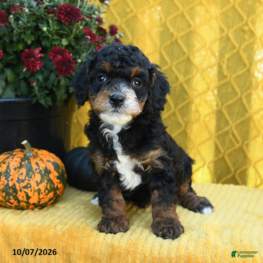 Peanut (Doodle / designer cross, Male) in Lititz, PA