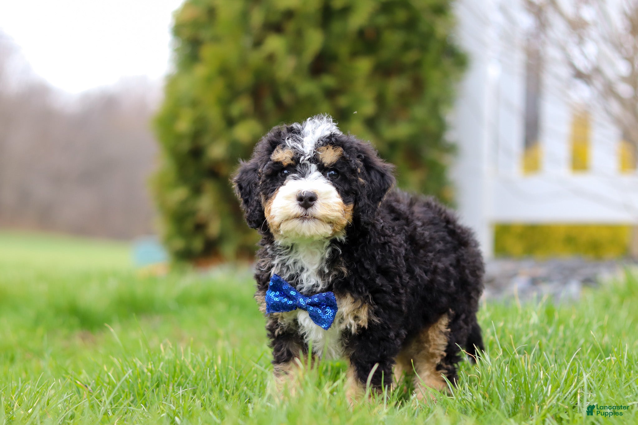 Mini Bernedoodle dogs Vance - Ad 1
