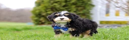 Mini Bernedoodle dogs for sale: Vance - Ad 1