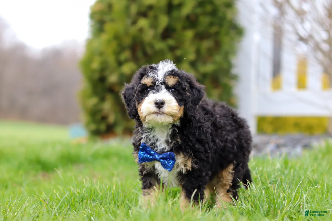 Mini Bernedoodle dogs for sale: Vance - Ad 1