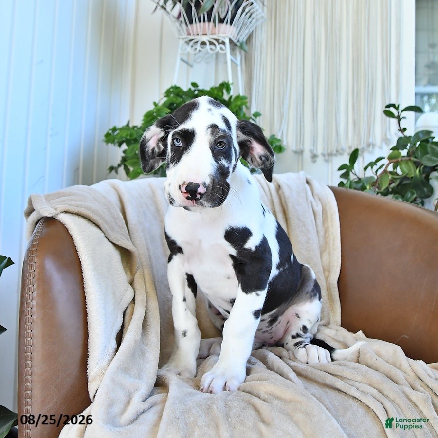 Great Dane dogs Bella   - Ad 1