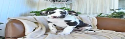Great Dane dogs for sale: Bella   - Ad 1