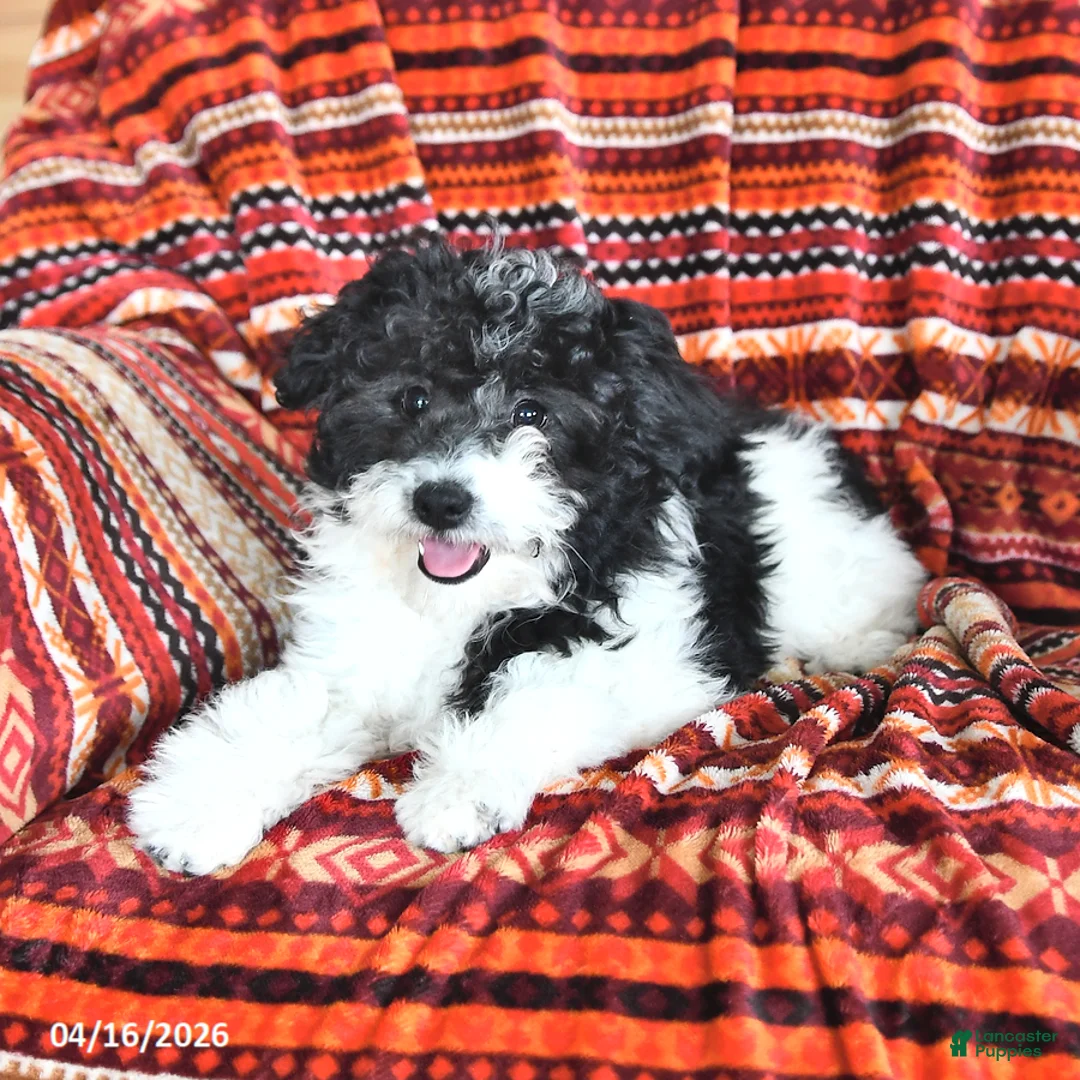 Mini Aussiedoodle dogs for sale: Sage - Ad 1