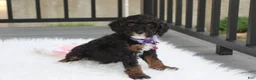 Miniature Poodle dogs for sale: Amber  - Ad 21