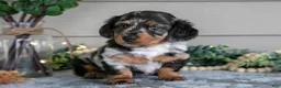 Miniature Dachshund dogs for sale: Whimsey - Ad 2