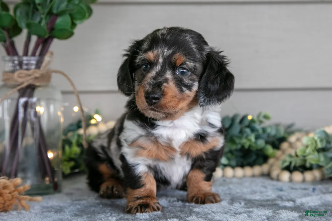 Miniature Dachshund dogs for sale: Whimsey - Ad 2