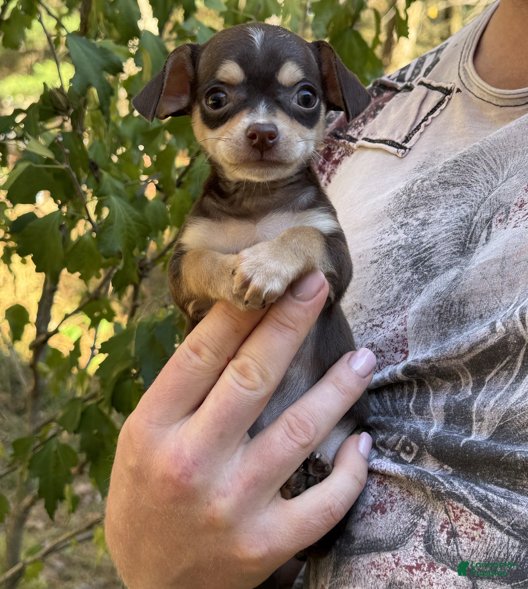 Xoloitzcuintli Puppies for sale Lancaster Puppies