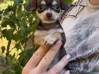 Mixed Breed dogs - Ad 22